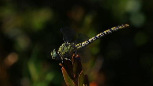 Onychogomphus forcipatus